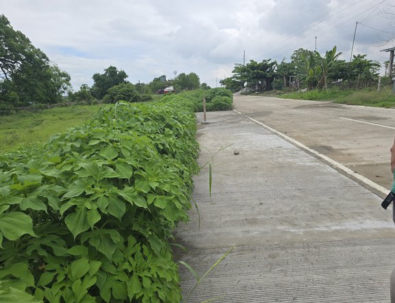 Prime Agricultural lot 11,000 sqm