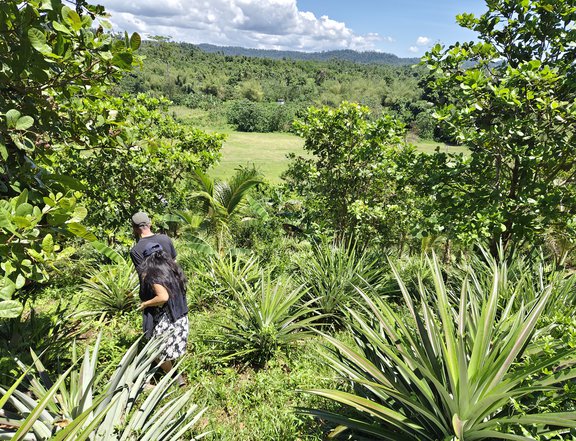 2.1 hectares Productive Farm Lot for Sale in Bgy. Abaroan, Roxas, Palawan