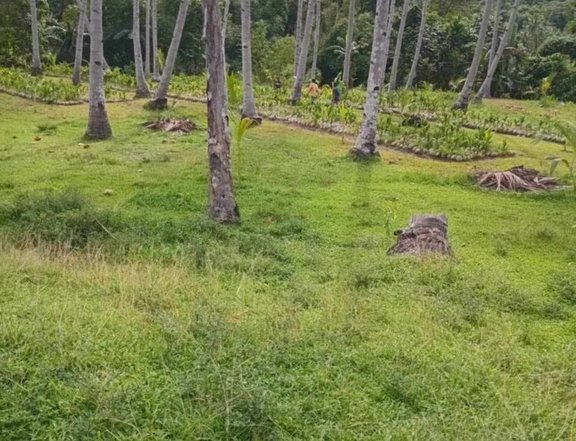 2 hectare coconut farm lot for sale in Roxas palawan