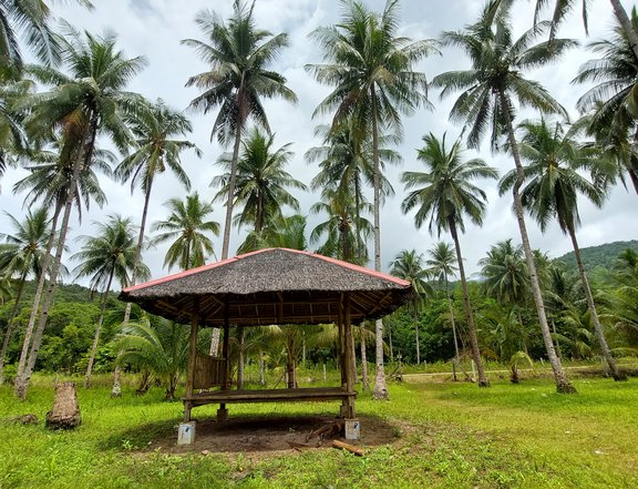 6.2 hectares Beach Property For Sale In Berong Quezon Palawan