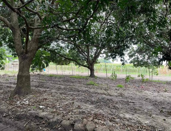 1,000 sqm Residential Farm For Sale in Moncada Tarlac