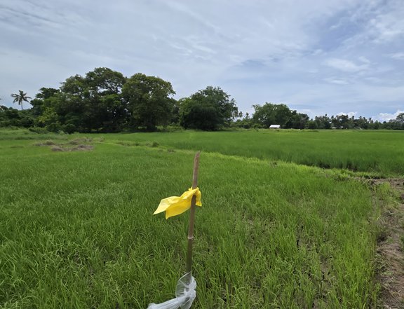 Farm Lot For Sale Brooke S Point Palawan [1 Property] (October 2025) on ...
