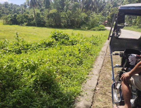 Farm lot for sale 1300/ sqm located at san isidro casiguran sorsogon