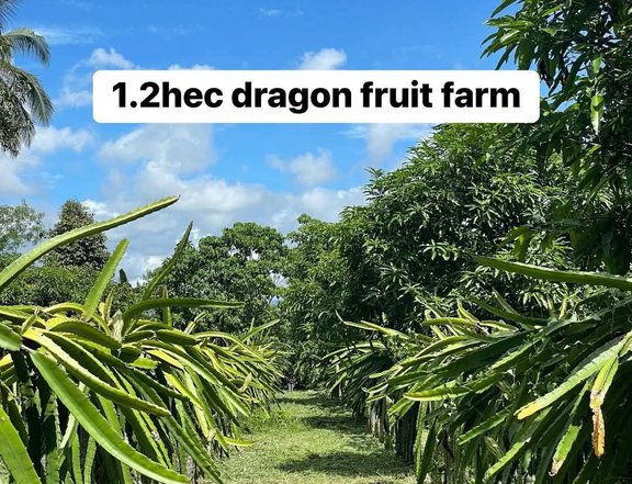 Dragon fruit Farm Davao City