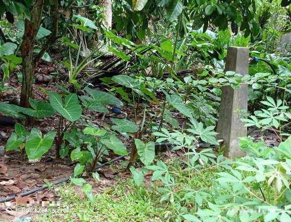 20,325 Farm Lot for Sale in Kidapawan City, COTABATO, Philippines.