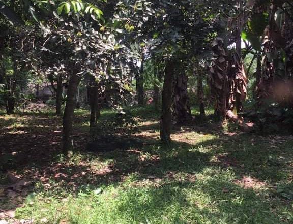 Farm Lot with 2 Houses for Sale in San Jose Batangas