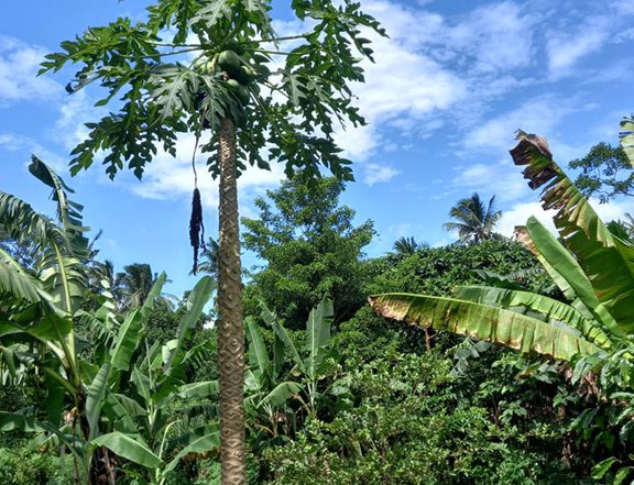 6618 m RESIDENTIAL FARM LOT, in Talisay, Lipa, Batangas