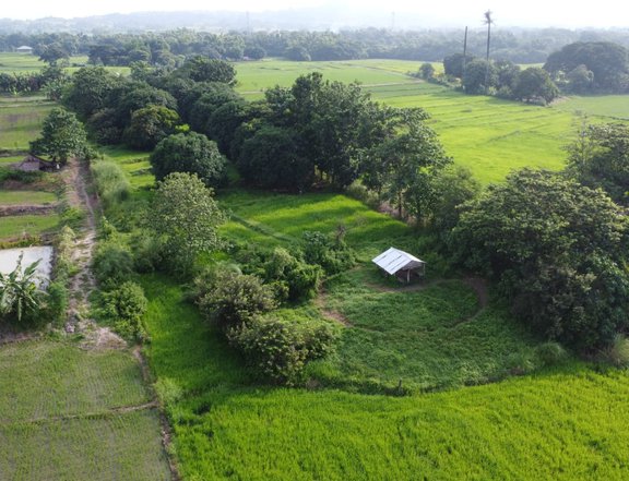 1.02 hectares Farm Lot For Sale in Cuyapo Nueva Ecija