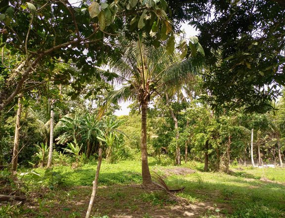Farm lot for sale with fruits bearing