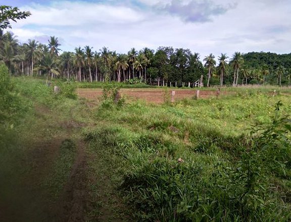27165 sqm Agricultural Farm For Sale in Siargao Island