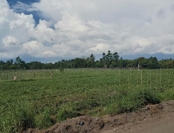 Selling the 6 hectares of residential farm, for Sale in Gensan City