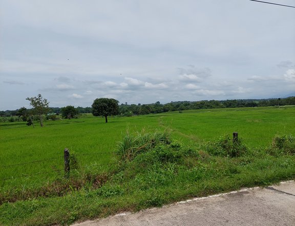 200000 sqm Agricultural Farm For Sale in Umingan Pangasinan