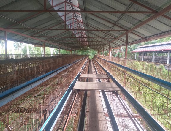 A Poultry farm for layers can accomodate 40,000 heads