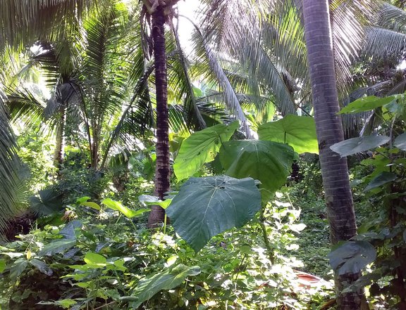 Farm lot with various trees and plants