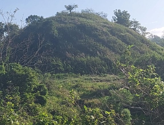 Cacao farm