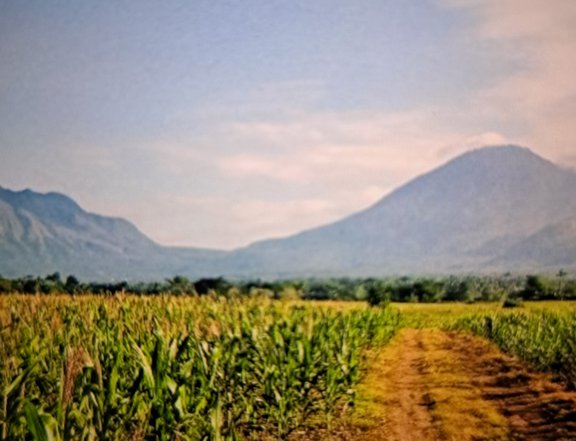 289000 sqm (500 per sqm only) Agricultural flat land and has very good view of Mount Banahaw. CALL