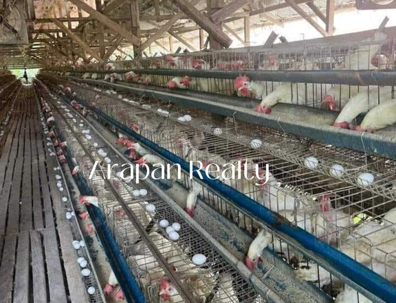 IMCOME GENERATING POULTRY FARM IN TUGBOK, DAVAO CITY -EARNINGS P2.4M Monthly