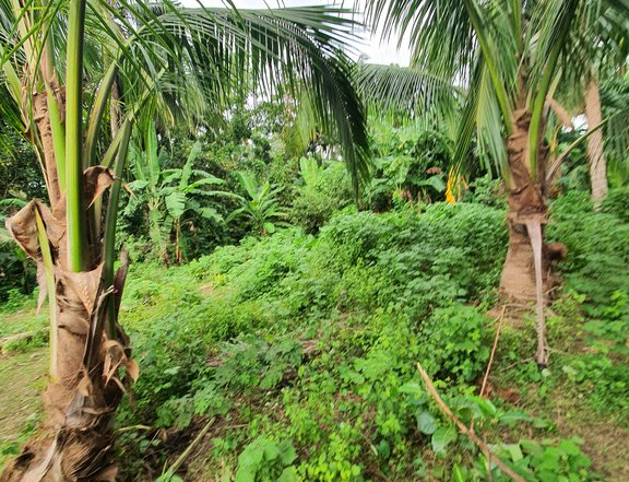Affordable farmlot in laguna
