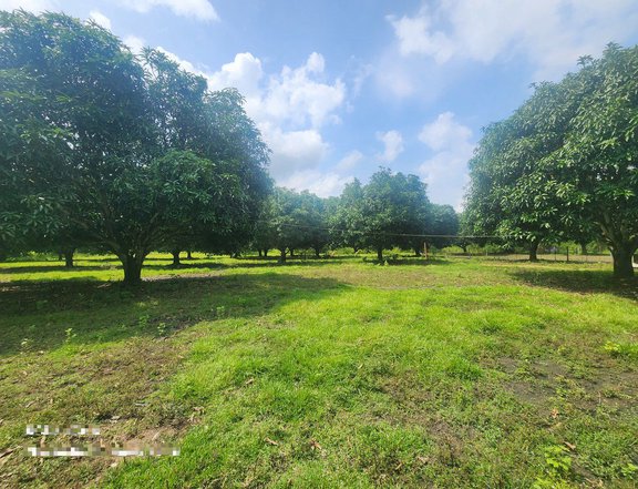 Bargain 1.5 hectares Mango Farm Lot For Sale in San Juan Batangas