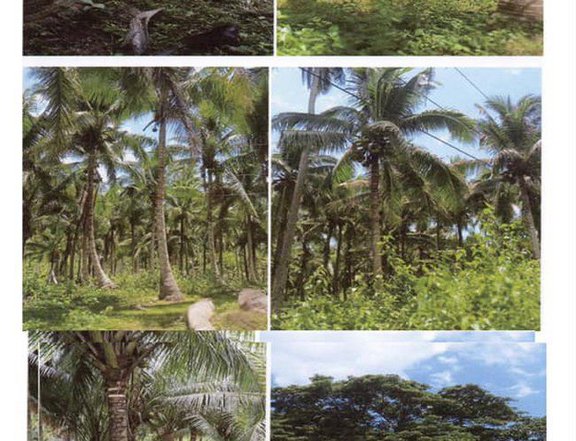 10.7 Hectares Lot for Sale in Gen. Luna Quezon Province Along Highway