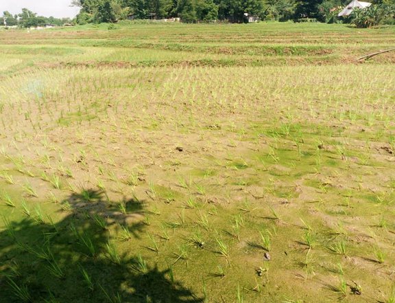 2 Title Land agriculture for sale o rent In San Jose Del Monte Bulacan