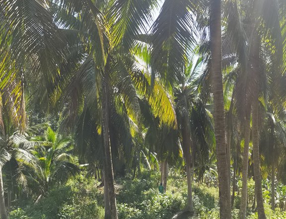 17000 sqm coconut/agricultural farm for sale in dipaculao Aurora