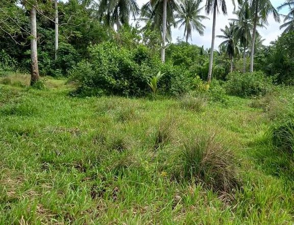 101000 sqm Agricultural Farm For Sale By Owner in Calauag Quezon
