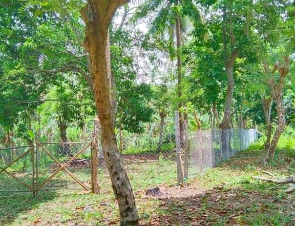 Min 300 sqm Fruit bearing Farm For Sale in Magallanes Cavite