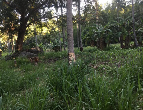 10239 sqm Residential Farm For Sale By Owner in Dauin Negros Oriental