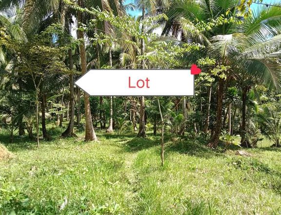 22298 sqm Agro-Industrial Farm For Sale in Siruma Camarines Sur