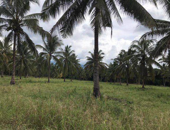 4.5 Hectares FARM LOT in Polomolok, South Cotabato