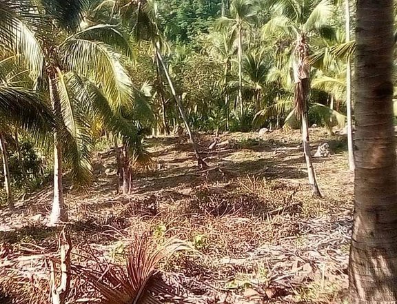 15000 sqm Agricultural Farm For Sale in Jasaan Misamis Oriental