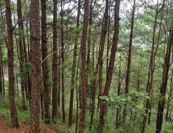 2.19 hectares Mountainside Estate for Sale in Balacbac, Baguio City