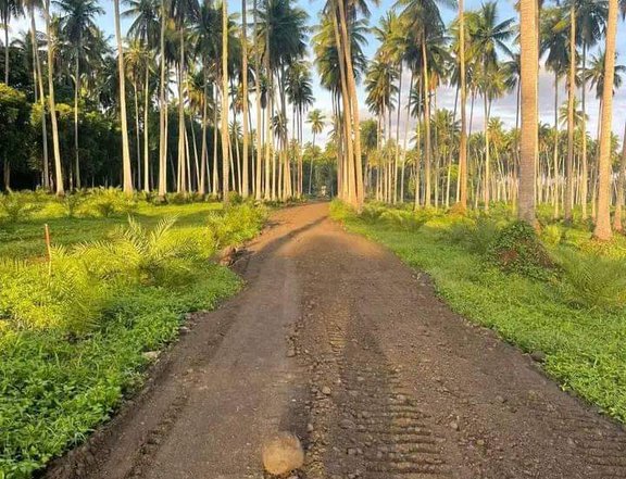 1000 sqm Dates and Coconut Residential Farm For Sale in Tiaong Quezon