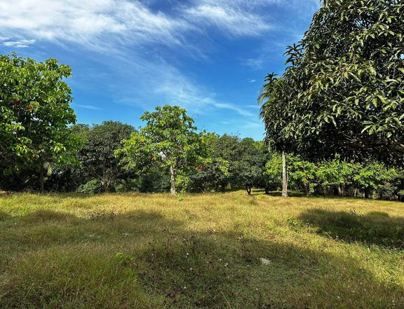 200sqm Fruit Bearing Farm Lot for sale in Indang Cavite