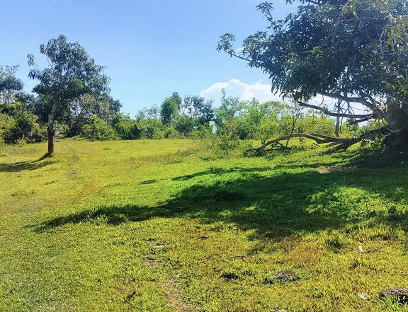 6 hectares farm lot for sale title along river Trinidad Bohol 100/sqm
