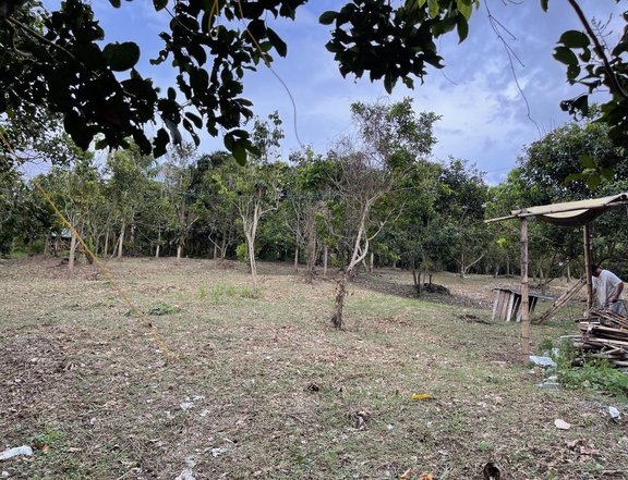 Installment Farm Lot in Tanauan Batangas Near Tanauan exit