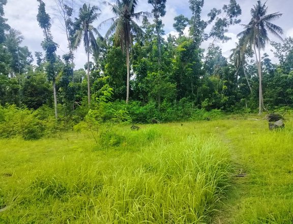 Lot with coconut, mahogany trees , deep well, ricefield Inabanga Bohol