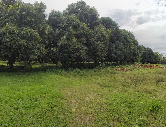 4-Hectare Farmland with Fruit-bearing Trees and River Access