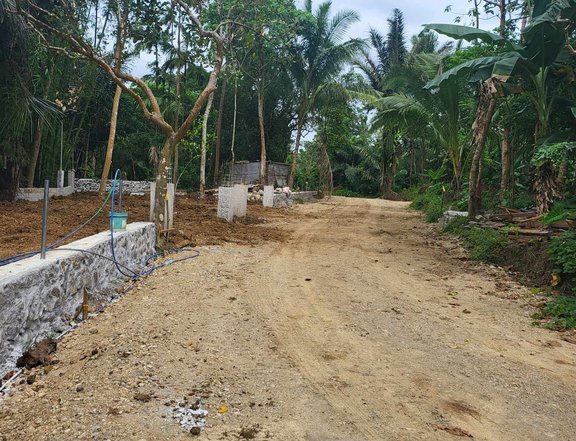 Farm lot with fruits bearing for sale with cemented road