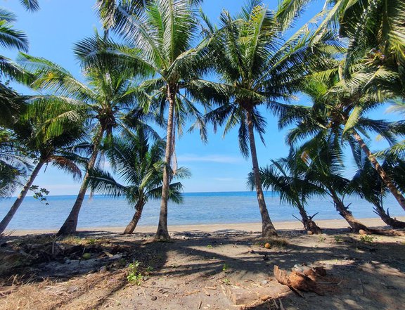 Beachfront lot 1000 sqm Titled, with resorts nearby.lots of coconuts