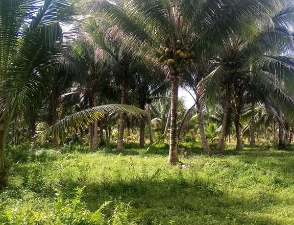 4 Hectares Land For Sale with Fully Planted Coconut and some Fruits