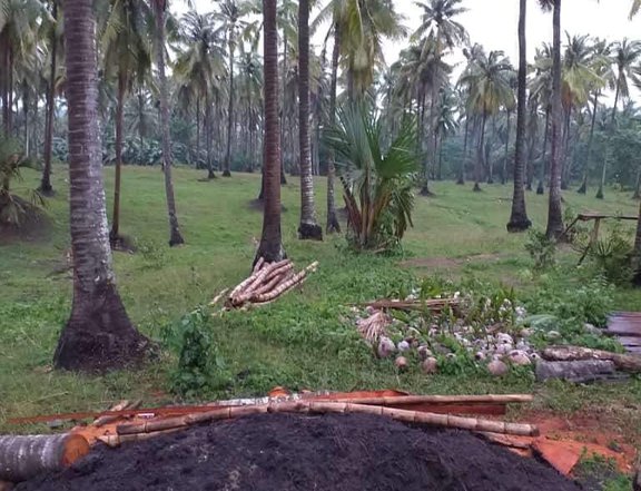 COCONUT FARM FOR SALE