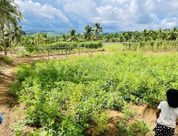 1.59 Hectares  Farm Lot For Sale in Tayabas Quezon