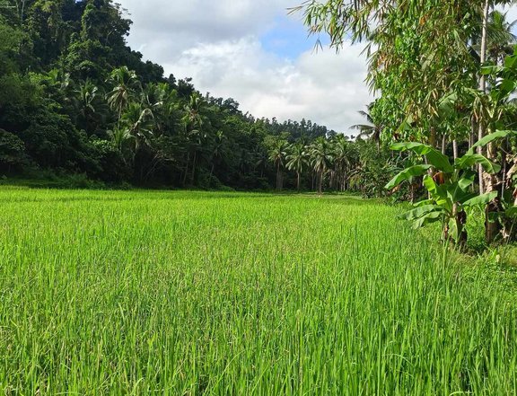 5.16 hectares Agricultural Farm For Sale in Roxas Palawan