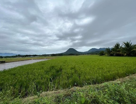 1.53 hectares Agricultural Farm For Sale in Dinalupihan Bataan