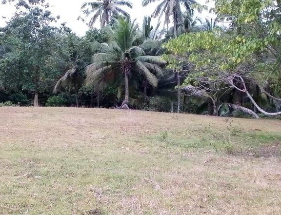 3.93 hectares Agricultural Farm For Sale in Talisay Cebu