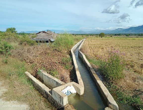 Irrigated Riceland