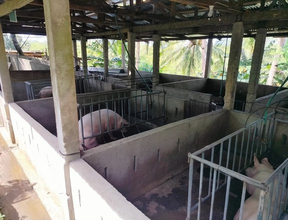 Piggery farm and rest house for sale at Borbon Cebu