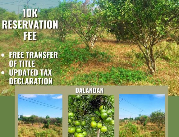 MURANG FARM LOT DALANDAN FOR SALE TIOANG QUEZON WITH DISCOUNT